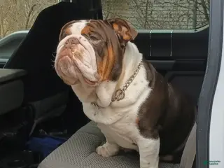 English Bulldog dogs Rolo Stud available - Ad 40