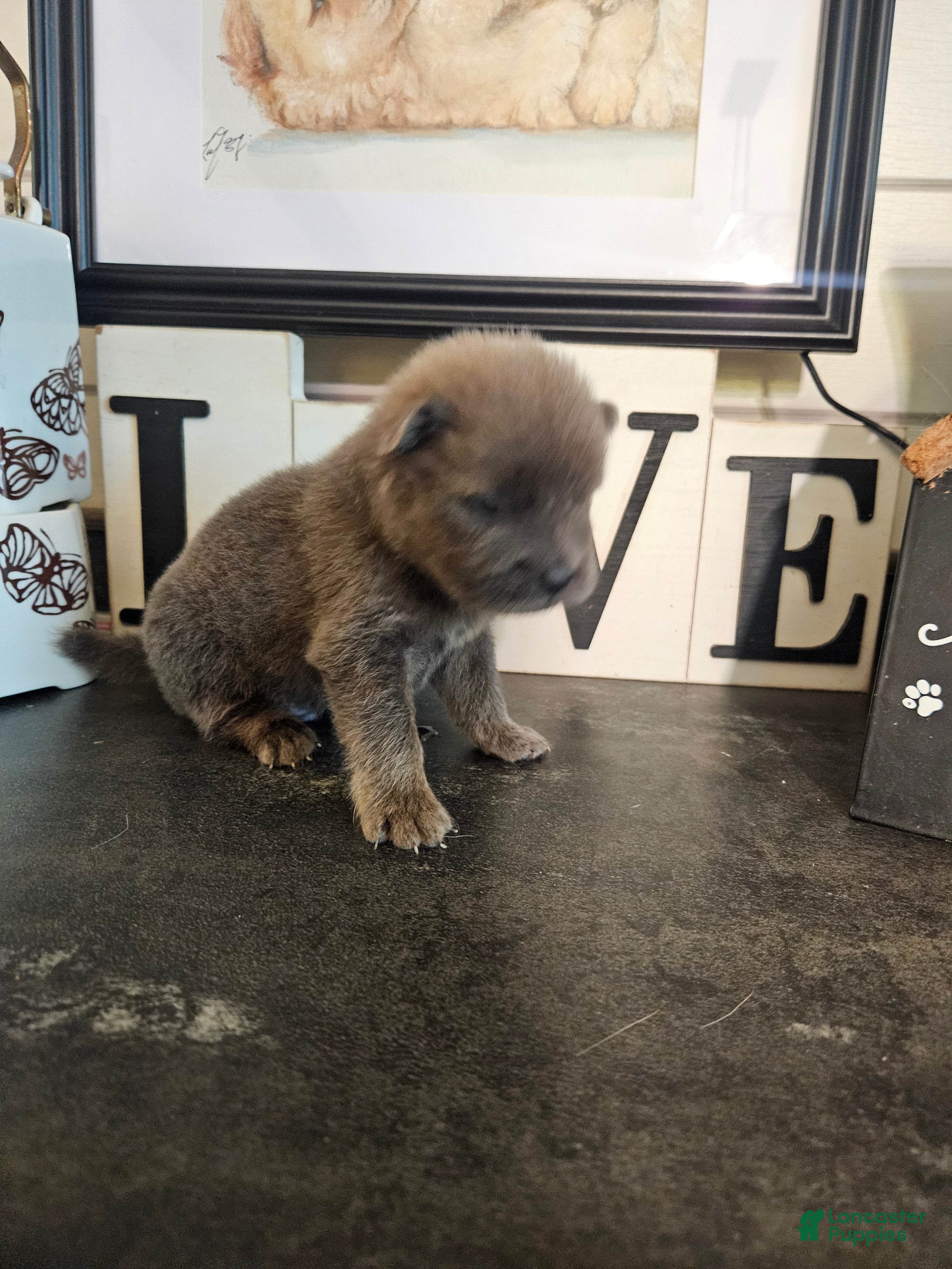 Chow Chow dogs CINNAMON CHOW Tiny M1 - Ad 2