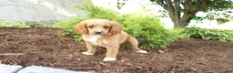 Cavapoo dogs for sale: Andy - Ad 3