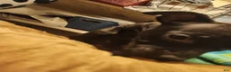 American Pit Bull Terrier dogs for sale: American Pit Bull Terrier 6 - Ad 3