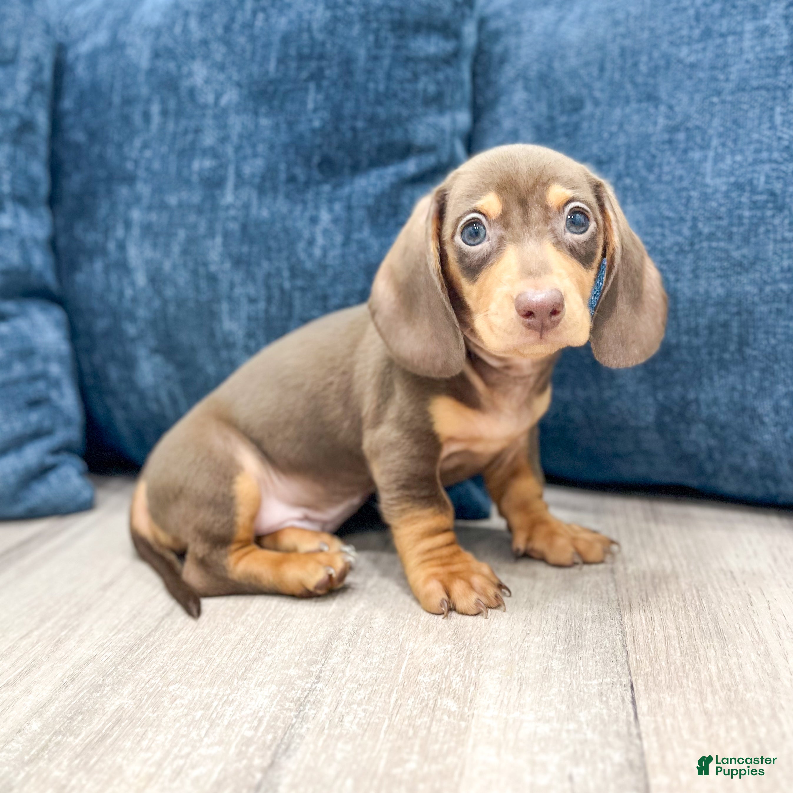 Miniature Dachshund dogs for sale: Roscoe - Ad 1