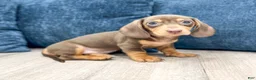 Miniature Dachshund dogs for sale: Roscoe - Ad 3