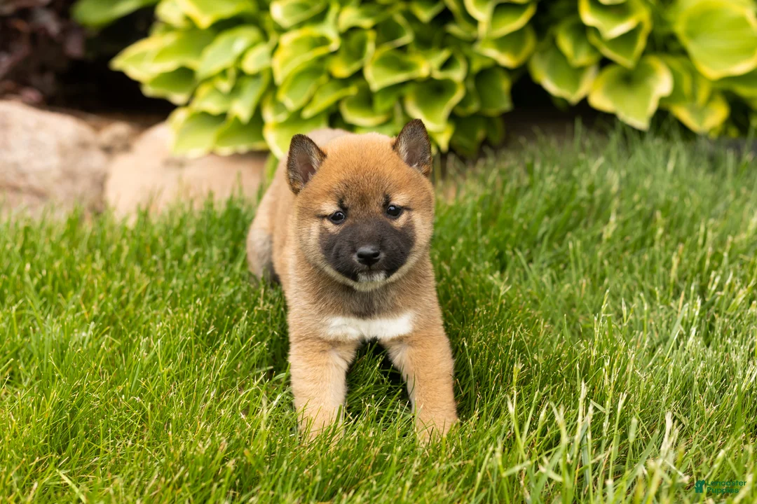 Shiba Inu dogs for sale: Jin  - Ad 2