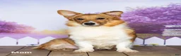Welsh Corgi Pembroke dogs for sale: Kaden - Ad 4