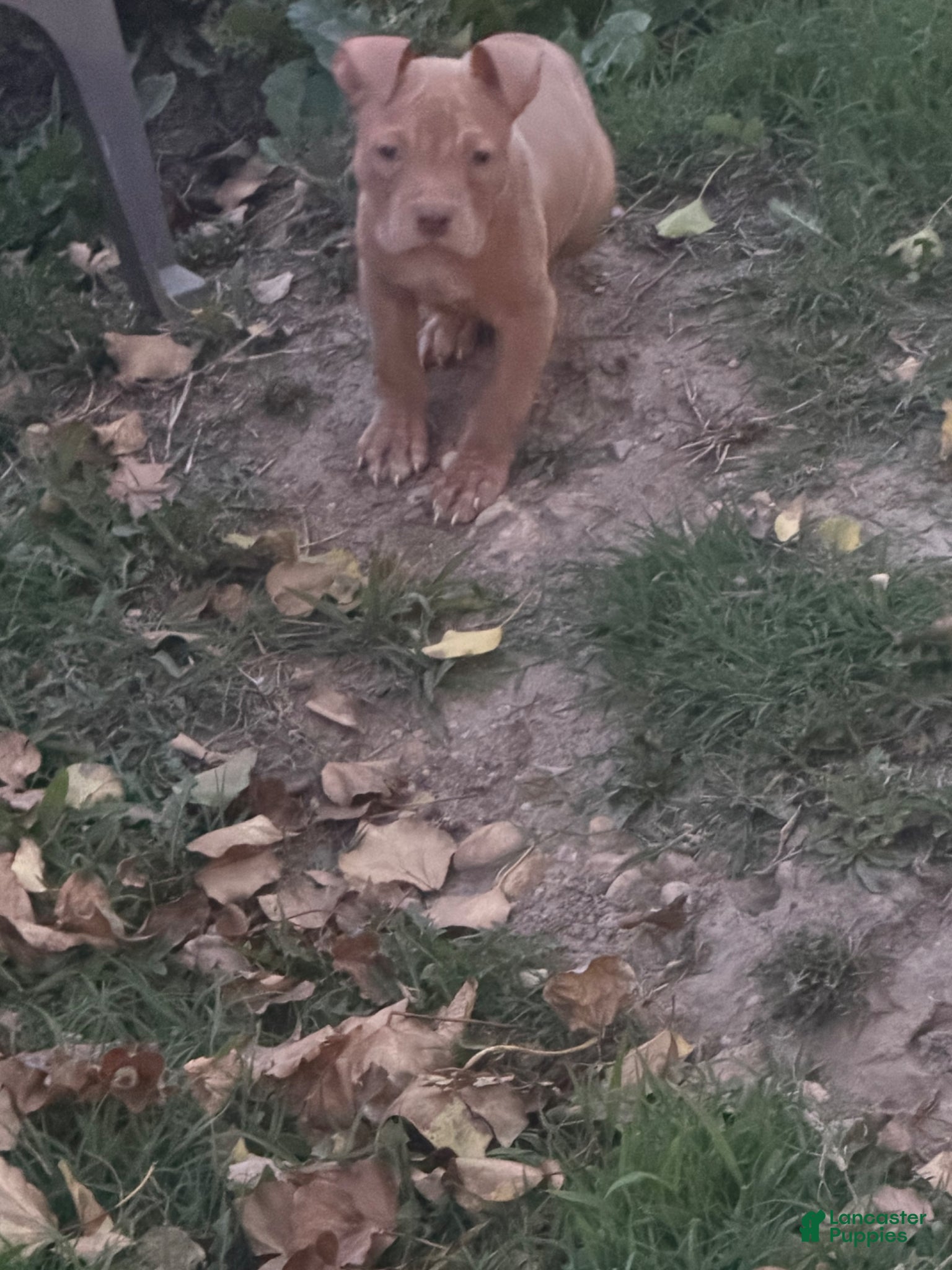 American Bully dogs for sale: Ace - Ad 4