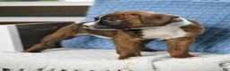 Boxer dogs for sale: Jax - Ad 2