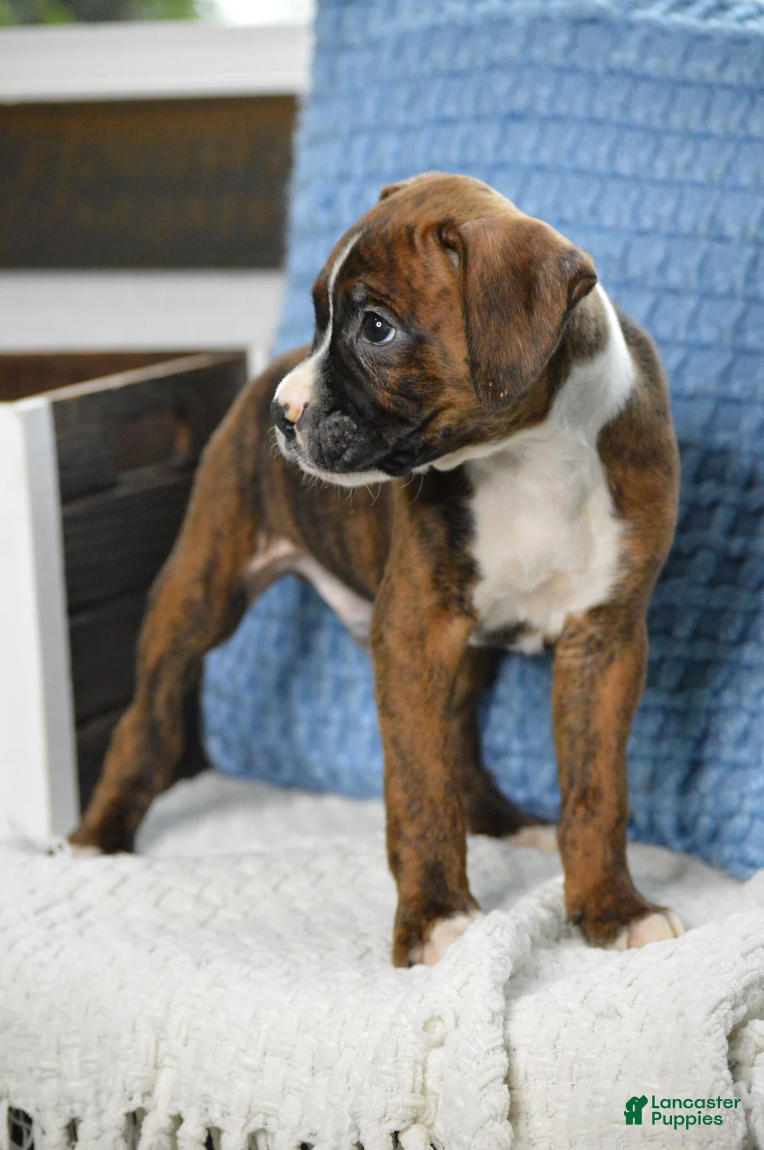 Boxer dogs for sale: Jax - Ad 2