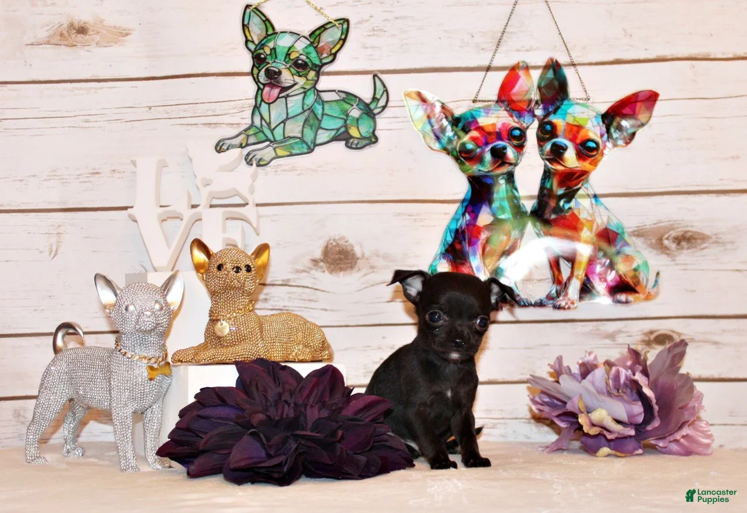 Chihuahua dogs for sale: Gilley - Ad 1