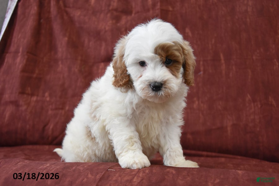Cavapoo dogs Smokey - Ad 2