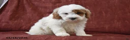Cavapoo dogs for sale: Smokey - Ad 2