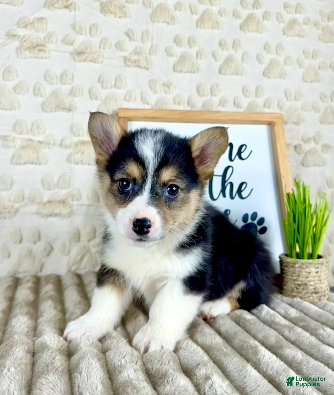 Welsh Corgi Pembroke dogs for sale: CKC Bo - Ad 2