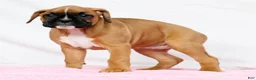 Boxer dogs for sale: Ona - Ad 7