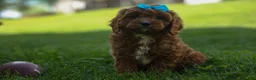 Cavapoo dogs for sale: OSCAR - Ad 18