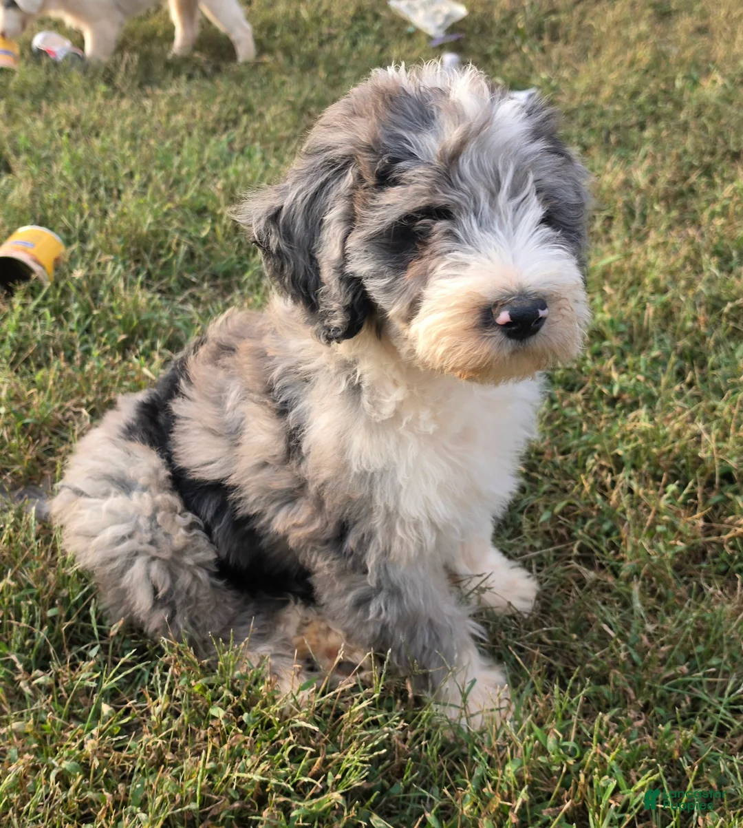 Aussiedoodle dogs for sale: Notman - Ad 1