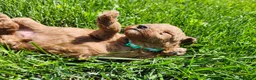 Standard Poodle dogs for sale: Bruce  - Ad 6