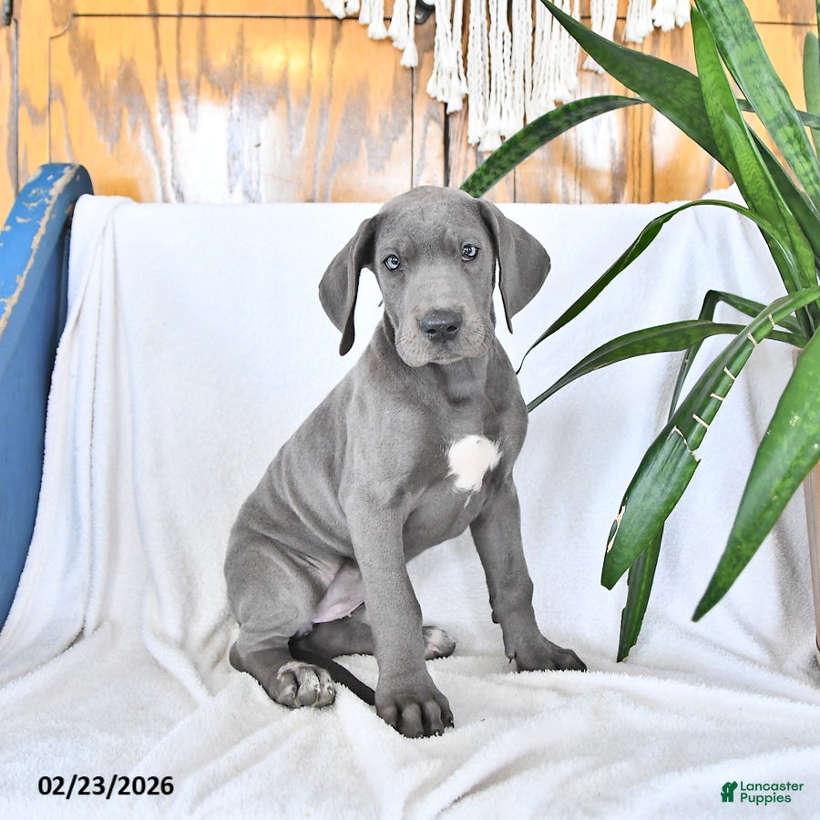 Great Dane dogs Freya - Ad 1