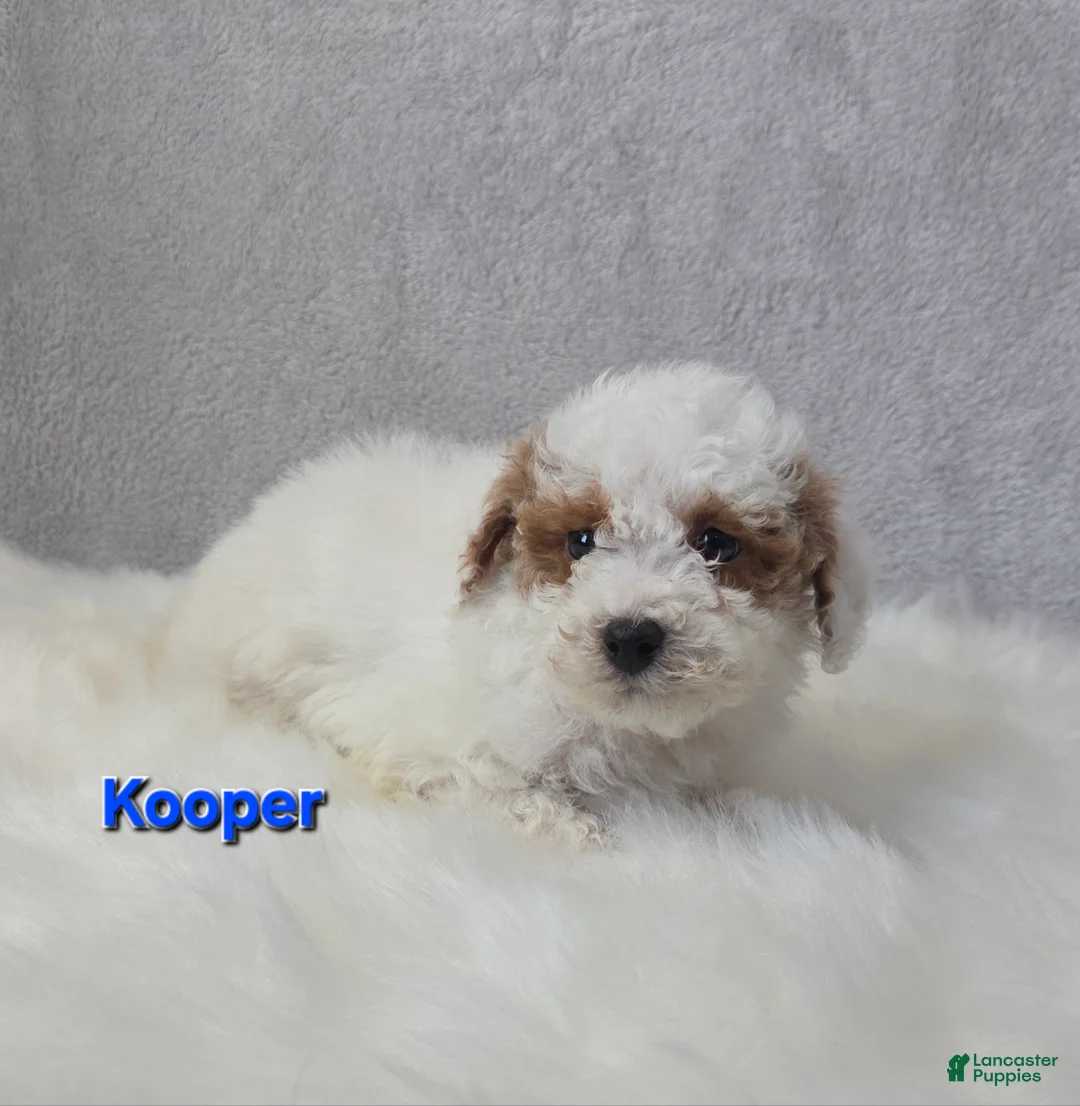 Miniature Poodle dogs for sale: Kooper - Ad 5