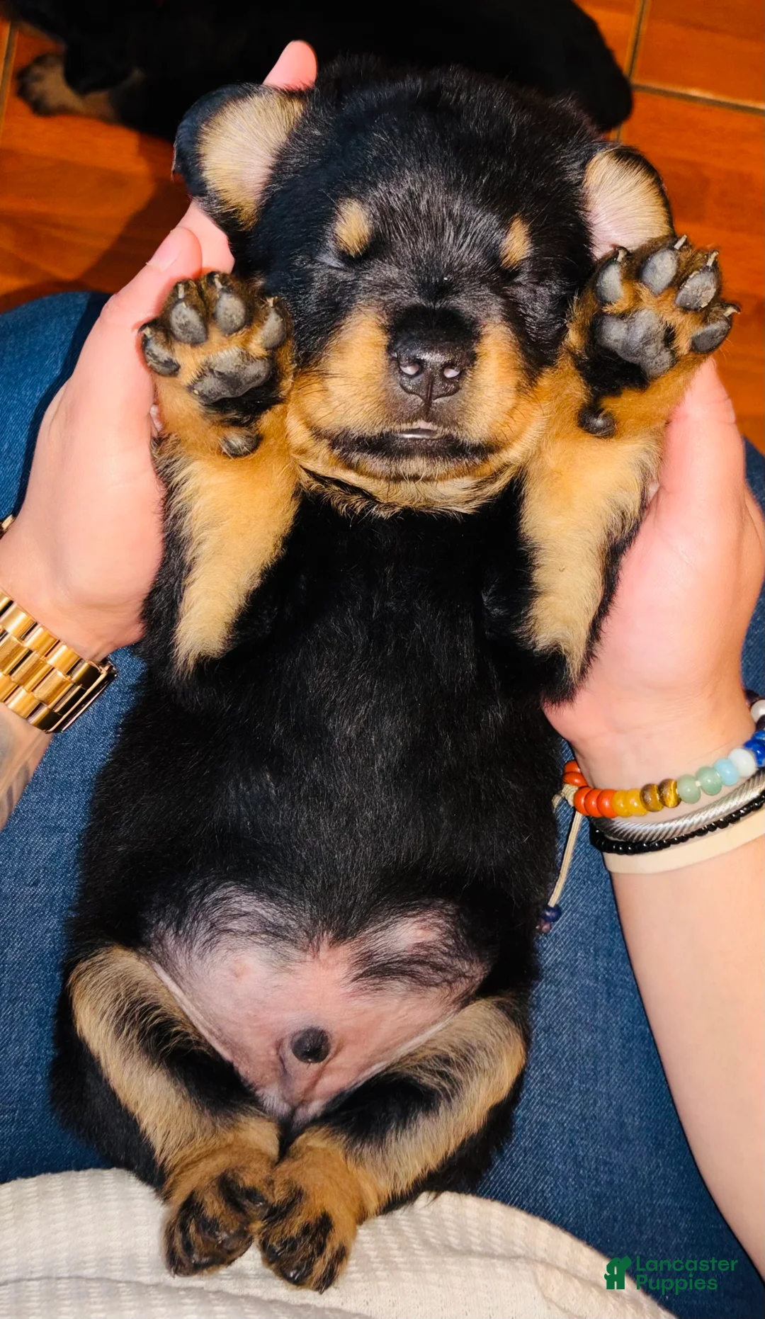 Rottweiler dogs for sale: Rocky - Ad 2