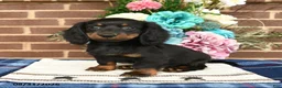Miniature Dachshund dogs for sale: Lily - Ad 4