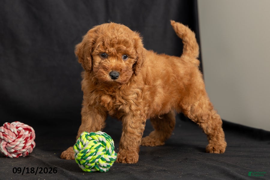 Mini Goldendoodle dogs Davie - Ad 1