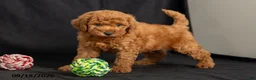 Mini Goldendoodle dogs for sale: Davie - Ad 1