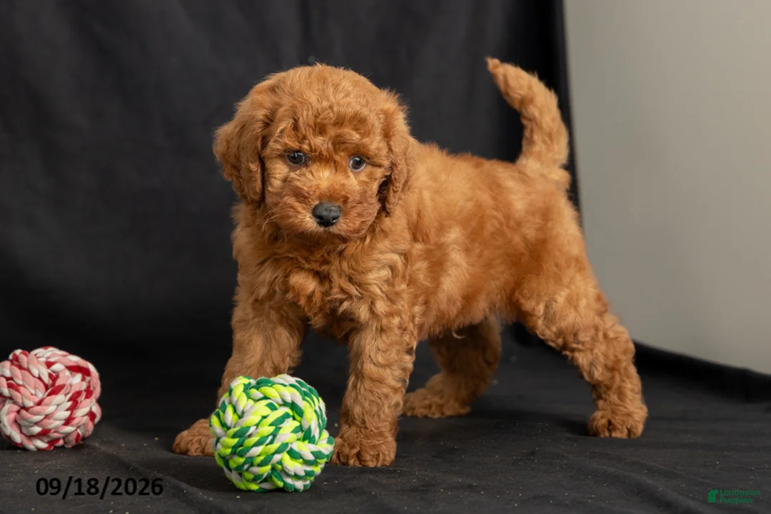 Mini Goldendoodle dogs for sale: Davie - Ad 1
