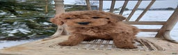 Irish Doodle dogs for sale: F1B Penny - Ad 2