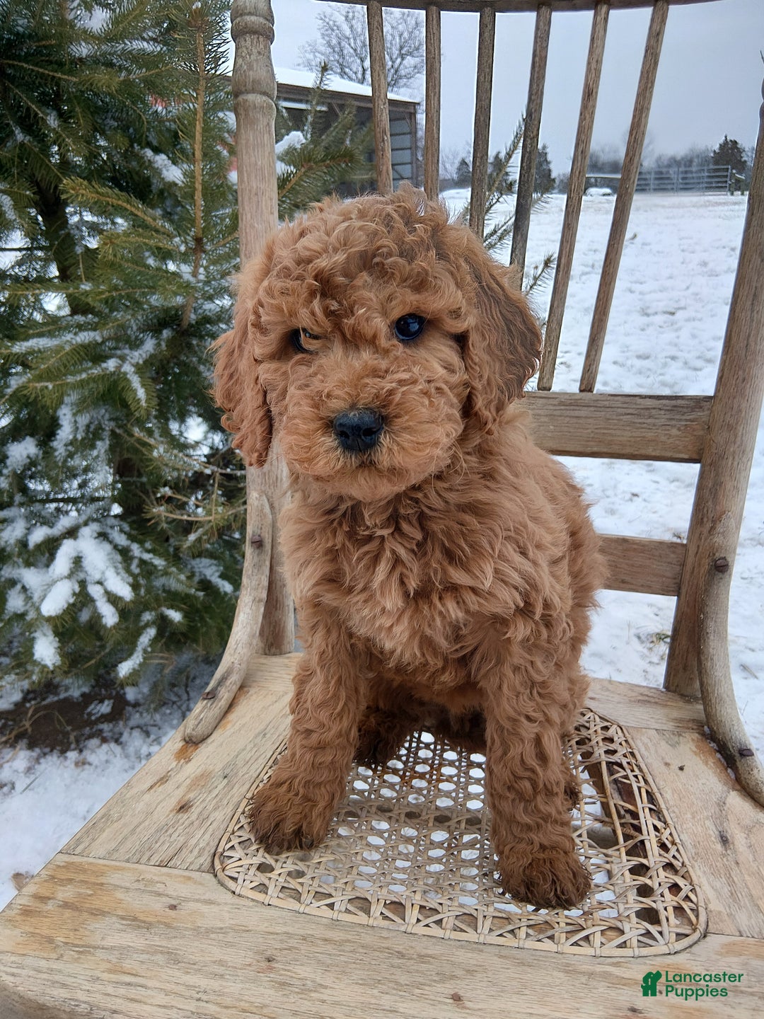Irish Doodle dogs for sale: F1B Penny - Ad 2