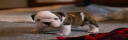 English Bulldog dogs for sale: Lucy - Ad 9