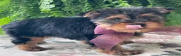 Yorkshire Terrier dogs for sale: Flo - Ad 4