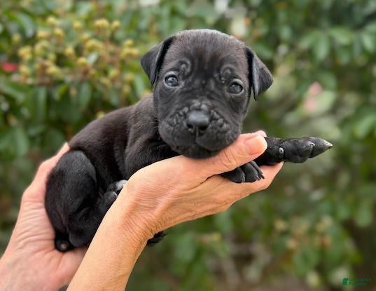 Cane Corso dogs Cane Corso (Green) - Ad 2