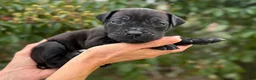 Cane Corso dogs for sale: Cane Corso (Green) - Ad 2