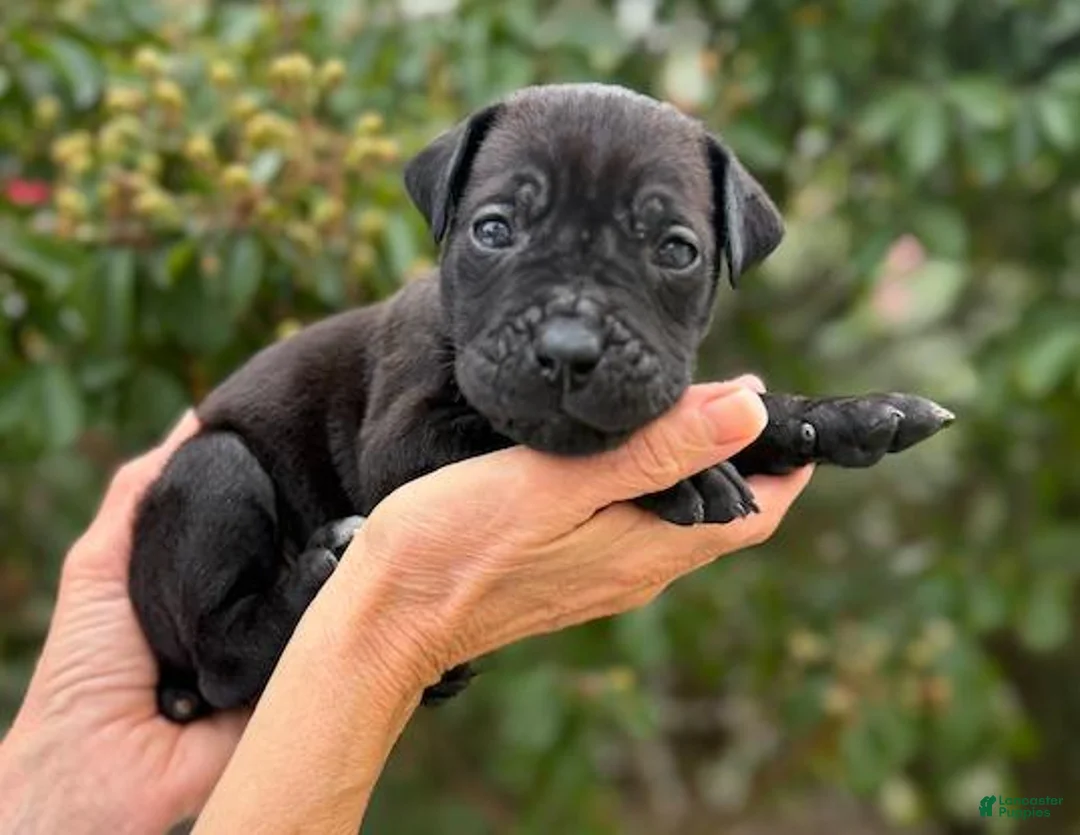 Cane Corso dogs for sale: Cane Corso (Green) - Ad 2