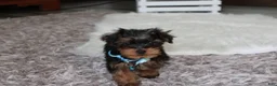Yorkiepoo dogs for sale: Enzo - Ad 15