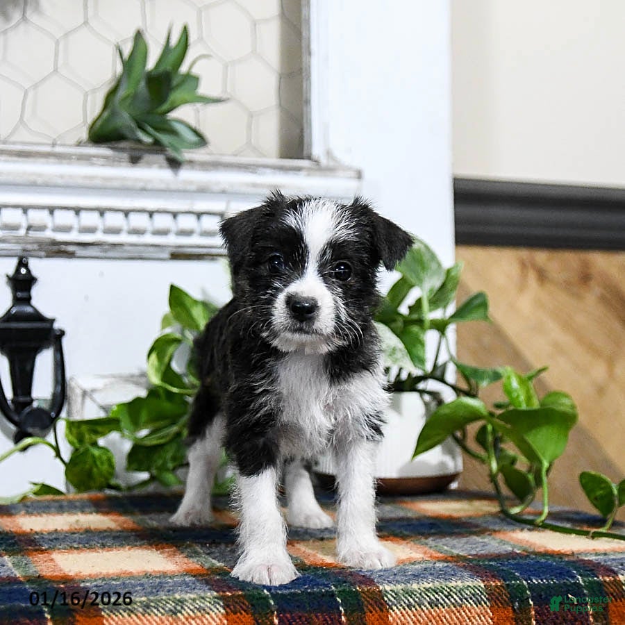 Mixed Breed dogs Honey - Ad 38