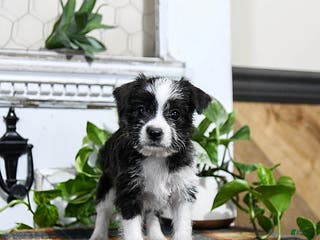 Mixed Breed dogs Honey - Ad 32