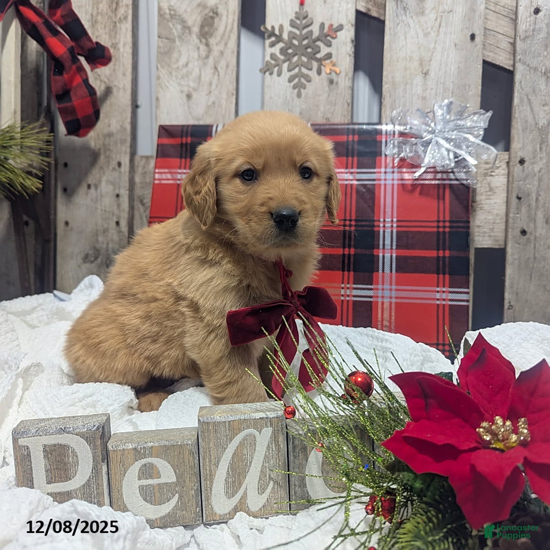 Golden Retriever dogs for sale: Peace - Ad 1