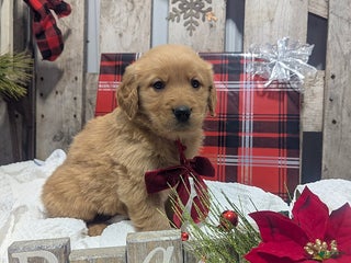 Golden Retriever dogs Peace - Ad 9