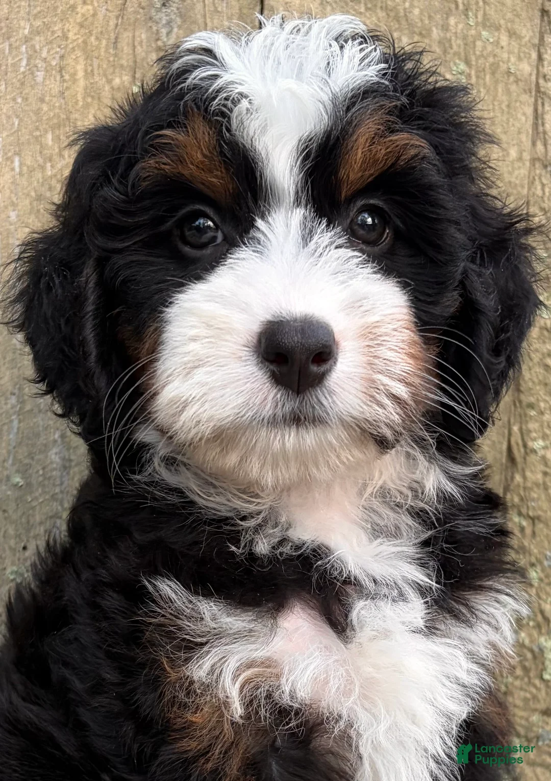 Mini Bernedoodle dogs for sale: 🩷IN BOSTON MASSACHUSETTS AREA🩷TRADITIONAL TRI COLOR🩷MINI BERNEDOODLE GIRL🩷 - Ad 10