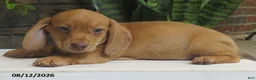Miniature Dachshund dogs for sale: Jasper - Ad 3