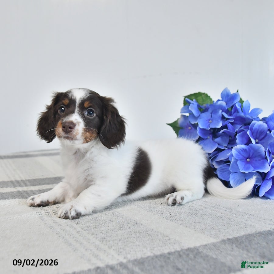 Miniature Dachshund dogs Bess  - Ad 2