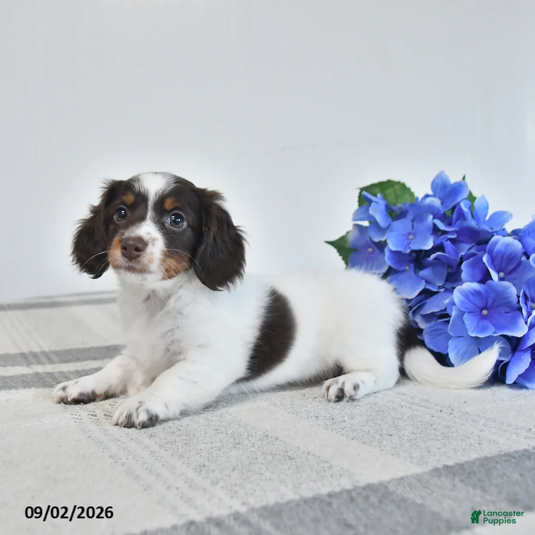 Miniature Dachshund dogs for sale: Bess  - Ad 2