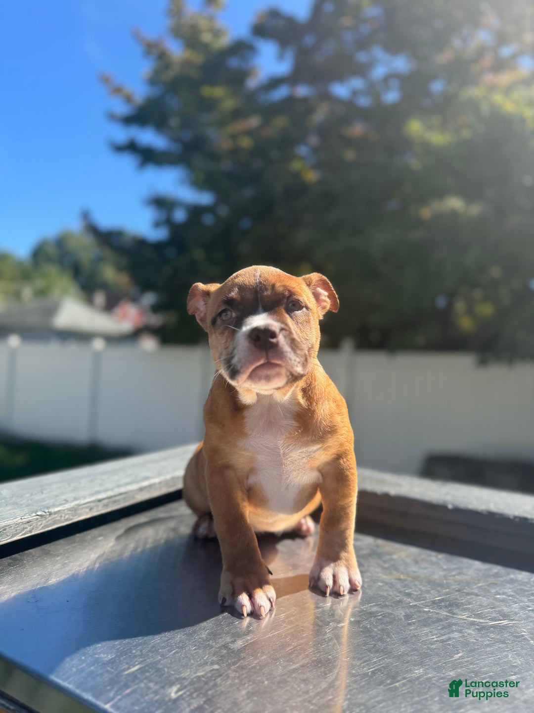 American Bully dogs for sale: Chocolate fawn sable Merle - Ad 3
