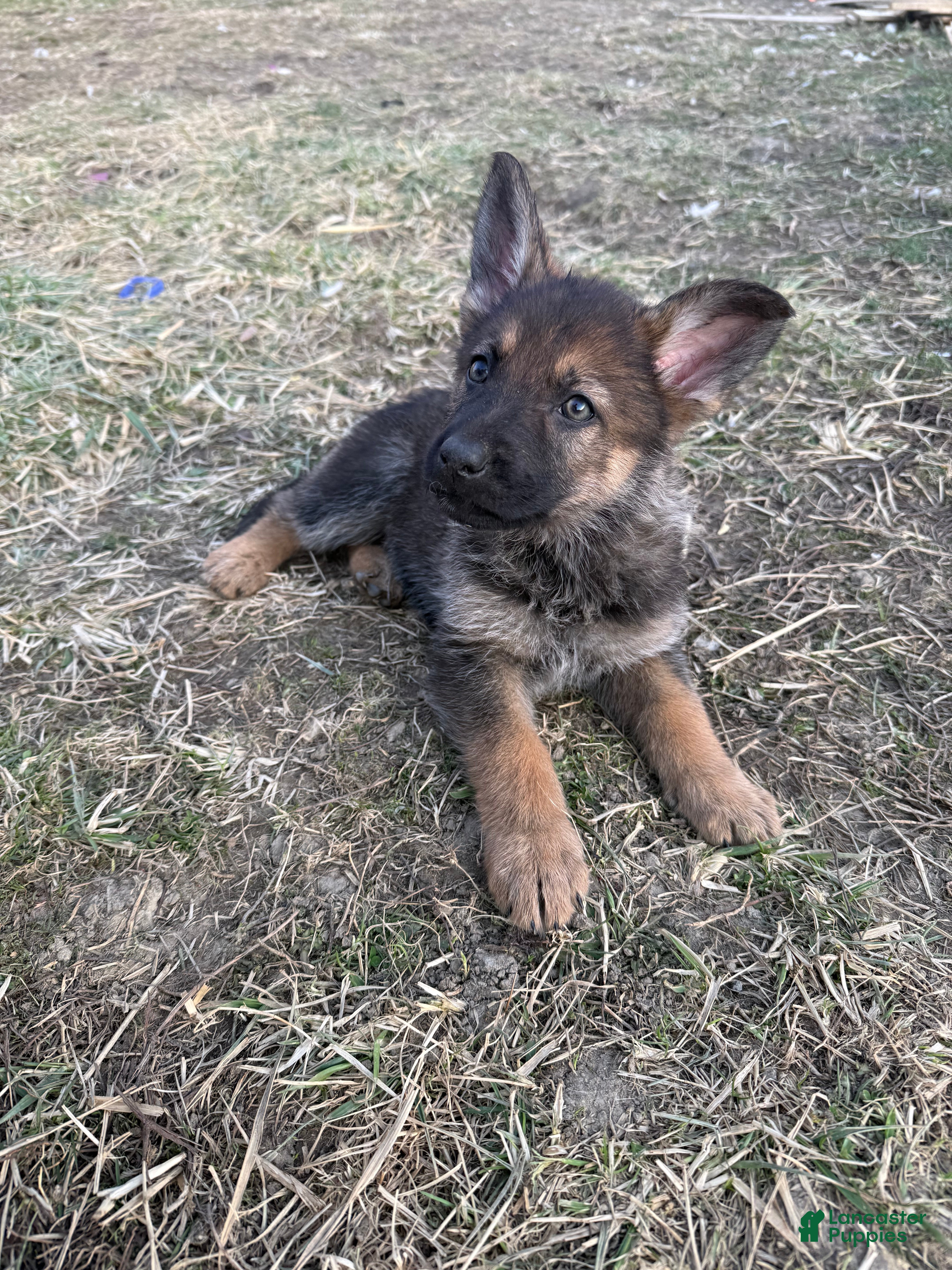 German Shepherd dogs German Shepherd Puppy 5 - Ad 35