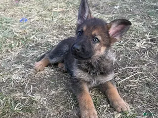 German Shepherd dogs German Shepherd Puppy 5 - Ad 35