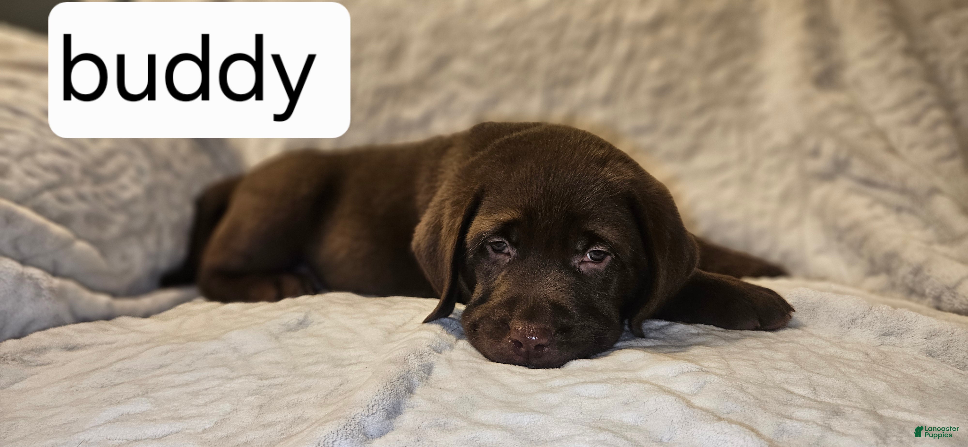 Labrador Retriever dogs Buddy - Ad 1