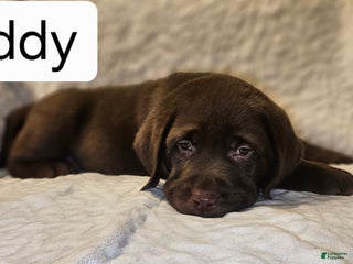 Labrador Retriever dogs Buddy - Ad 40