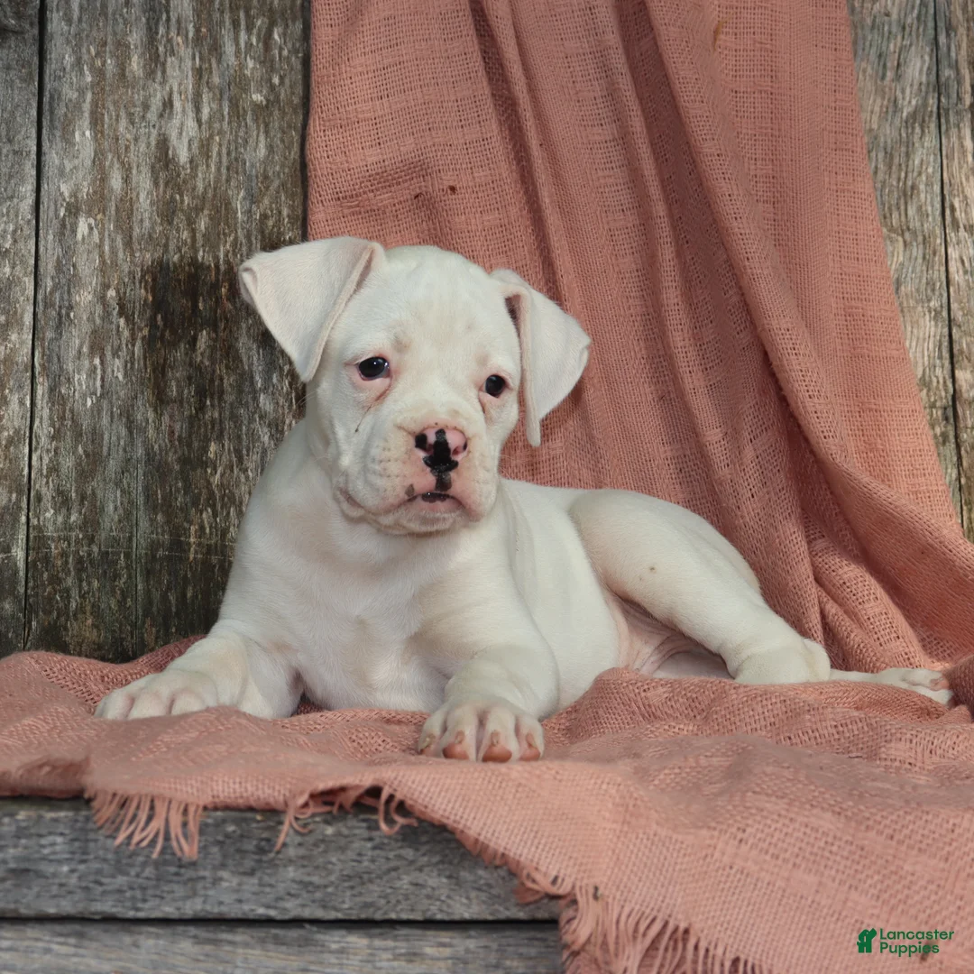 Boxer dogs for sale: Patrick - Ad 1