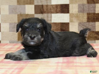 Miniature Schnauzer dogs Scout - Ad 41