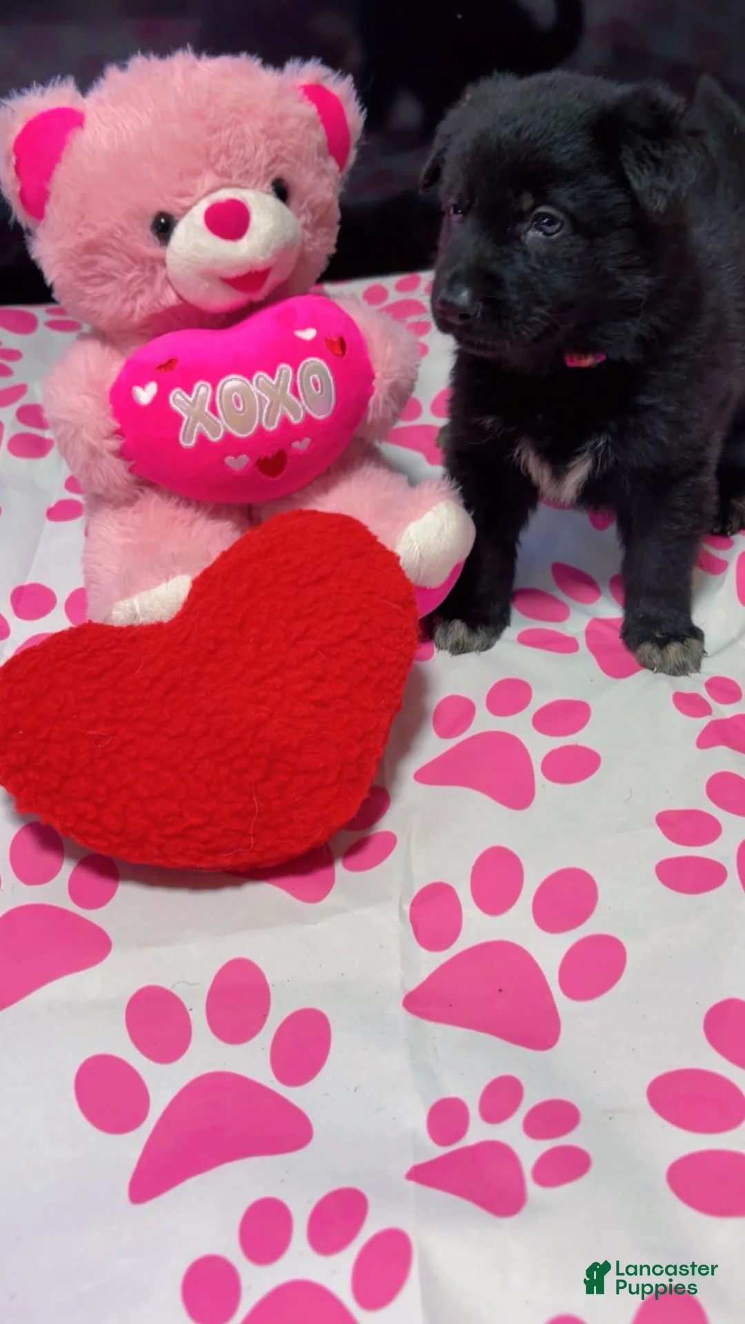 German Shepherd dogs for sale: Storm - Ad 2